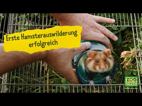 Erste Hamster ausgewildert