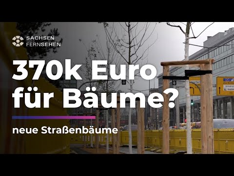 DRESDENS TEUERSTE BÄUME: Kritik an 10.000 Euro pro Setzling! I Sachsen Fernsehen