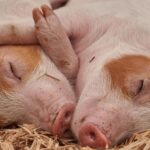 Schweine