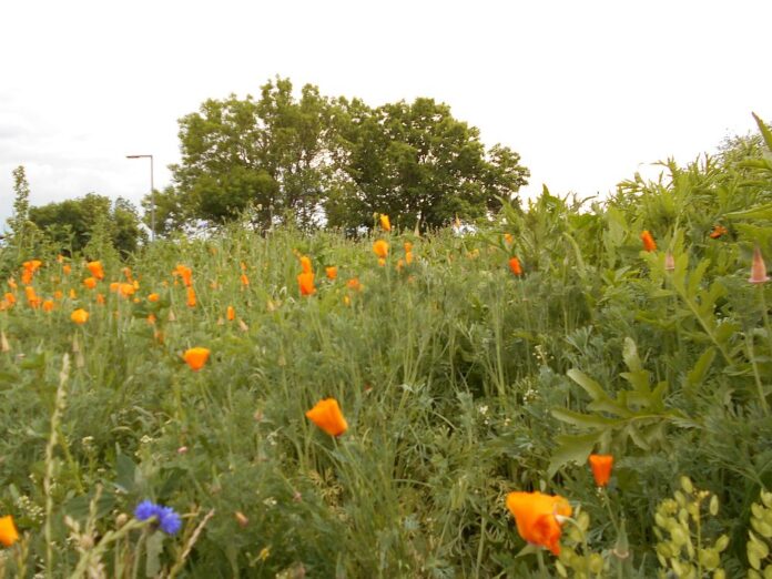 Feld Wiese baum Blumen symbol TNetzbandt jenapolis.de coolis.de 1000